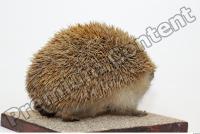 Hedgehog - Erinaceus europaeus 0006